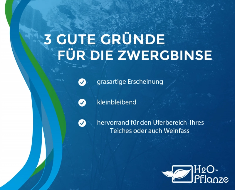Zwergbinse